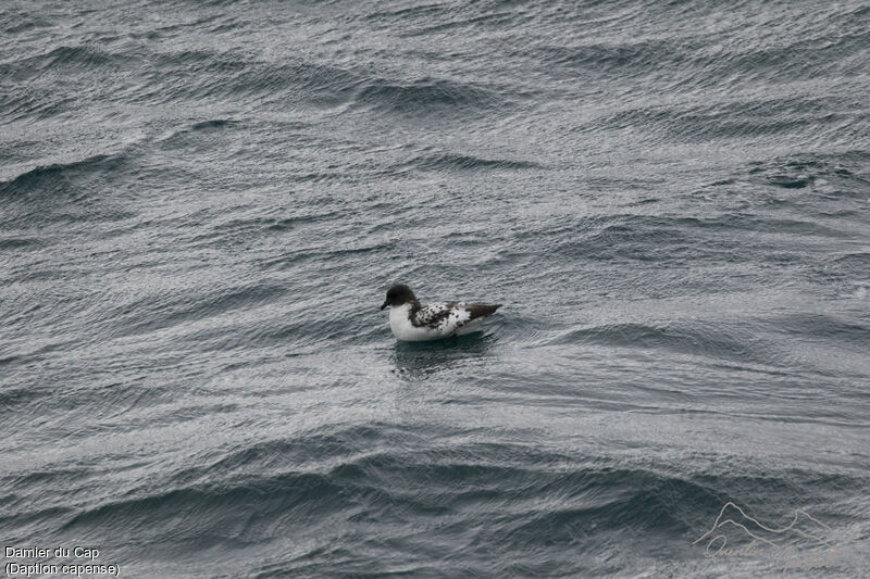 Cape Petrel