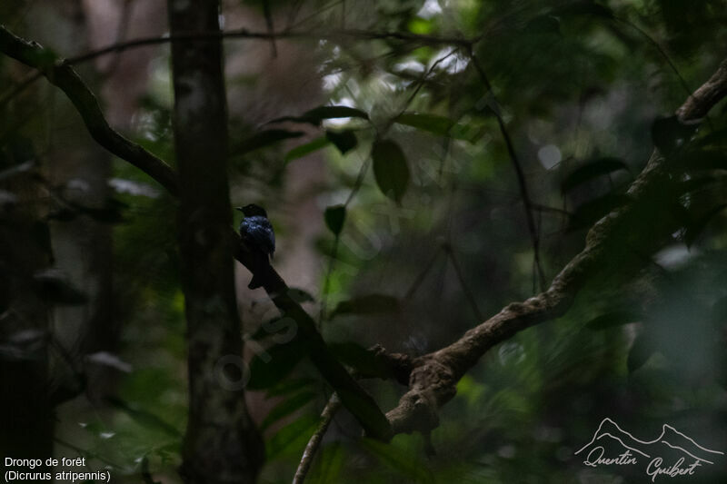 Drongo de forêt, identification