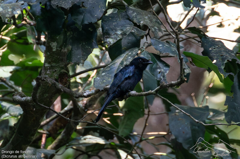 Drongo de forêt