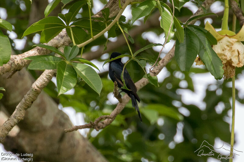 Square-tailed Drongo