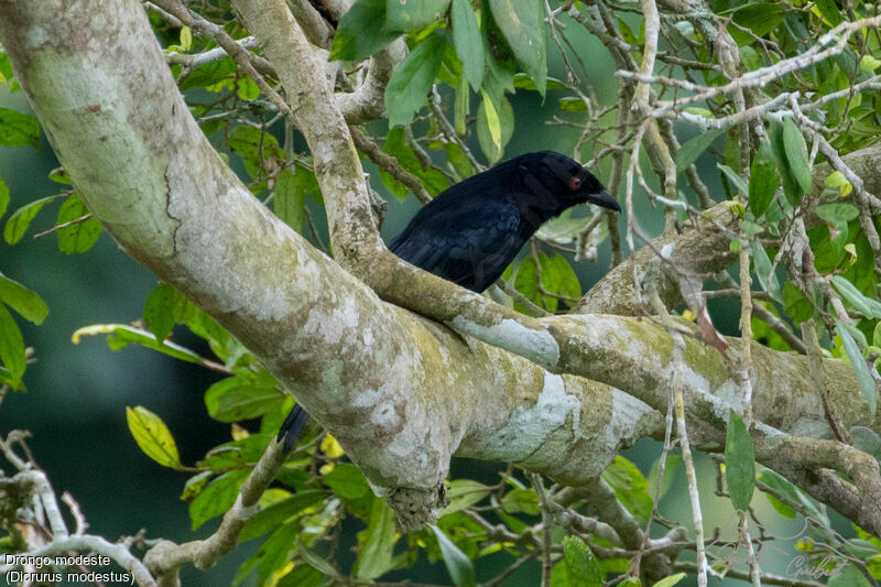 Velvet-mantled Drongo