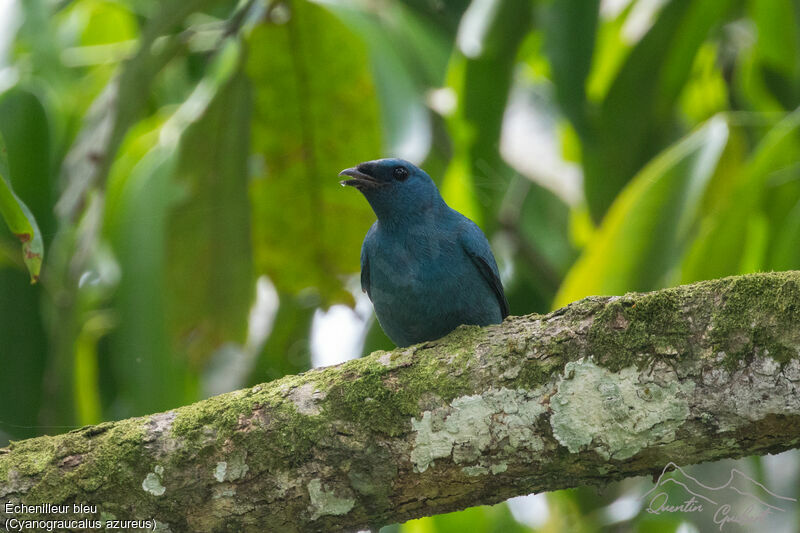 Blue Cuckooshrike