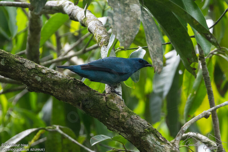 Blue Cuckooshrike