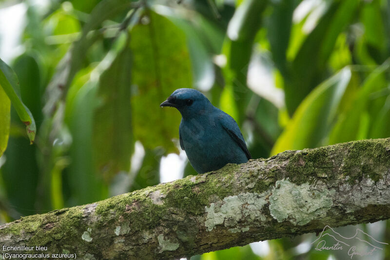 Blue Cuckooshrike