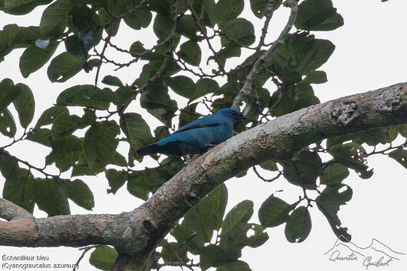 Échenilleur bleu