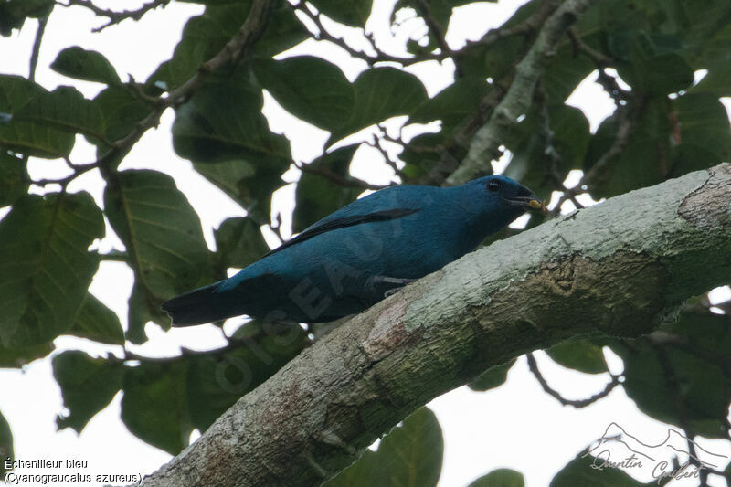 Échenilleur bleu