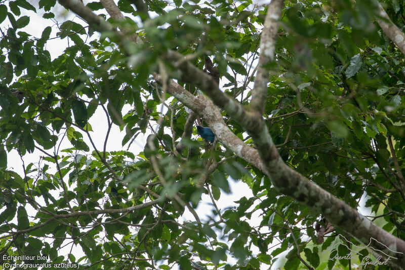 Blue Cuckooshrike