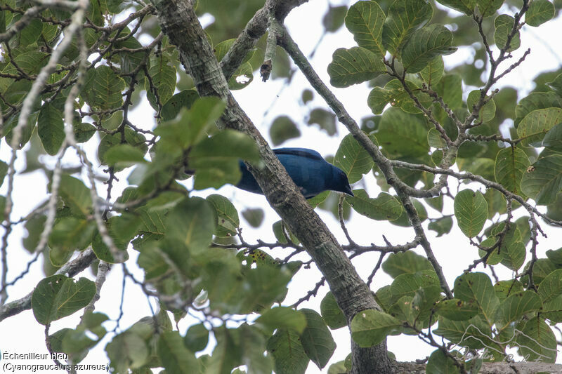 Blue Cuckooshrike