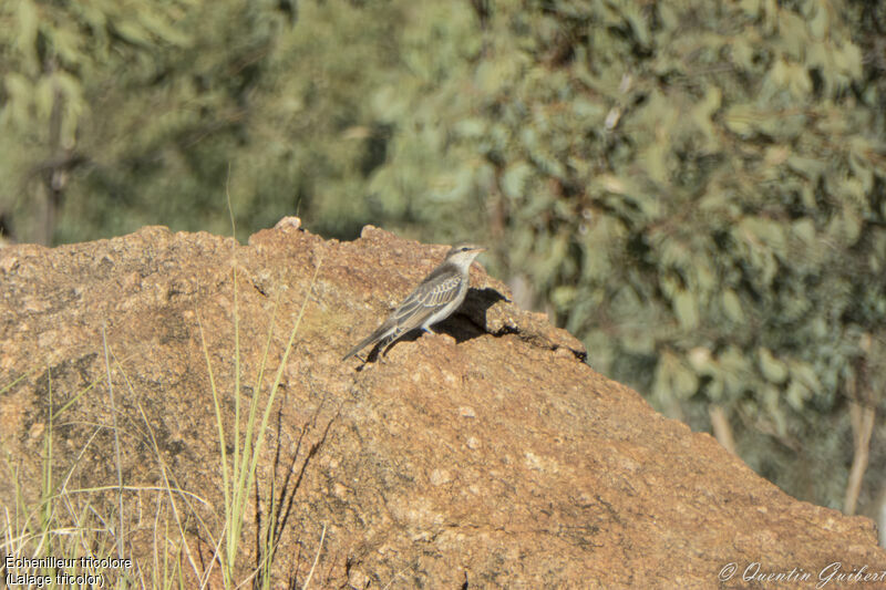 White-winged Triller