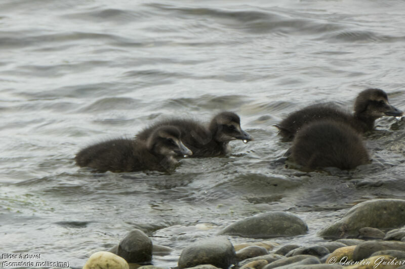 Eider à duvetPoussin, nage