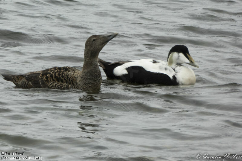 Common Eideradult, swimming