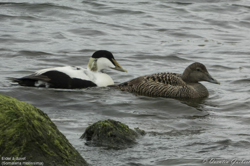 Common Eideradult, swimming