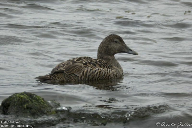 Common Eider female adult, identification, swimming