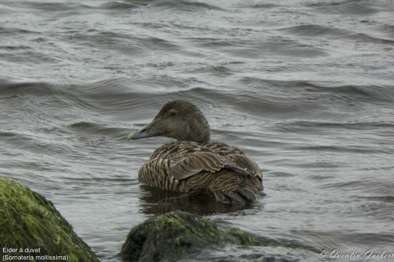 Eider à duvet femelle adulte, identification, nage