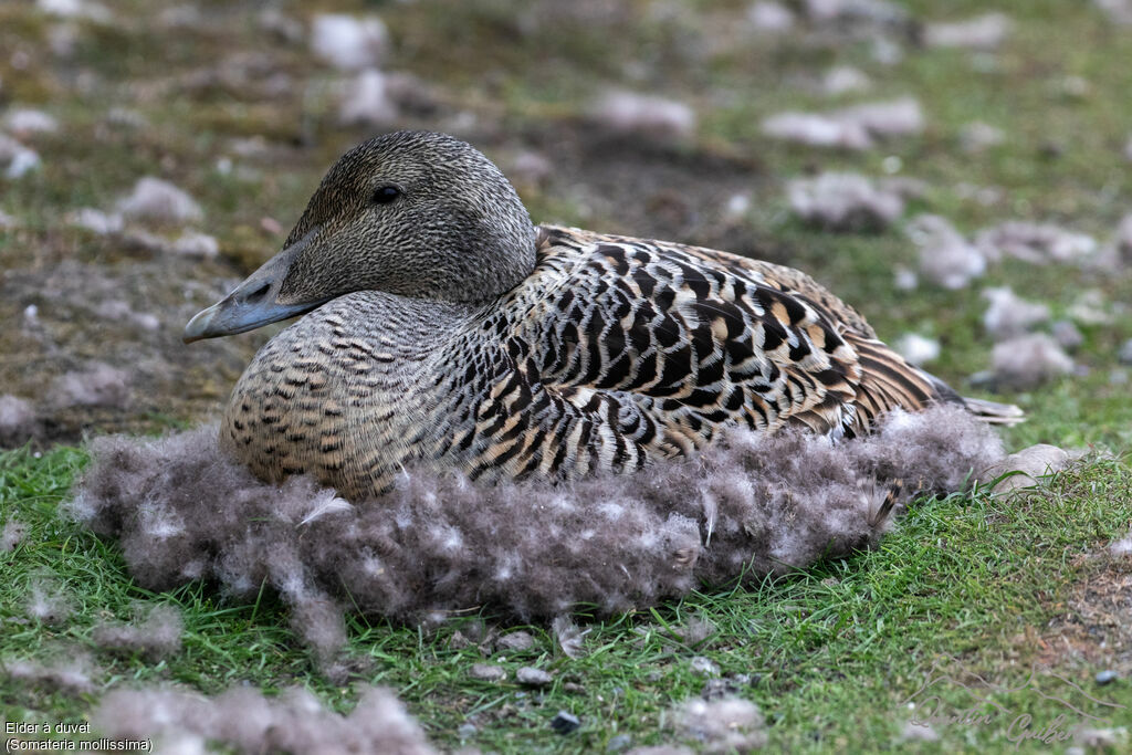Eider à duvet femelle adulte nuptial, identification, Nidification
