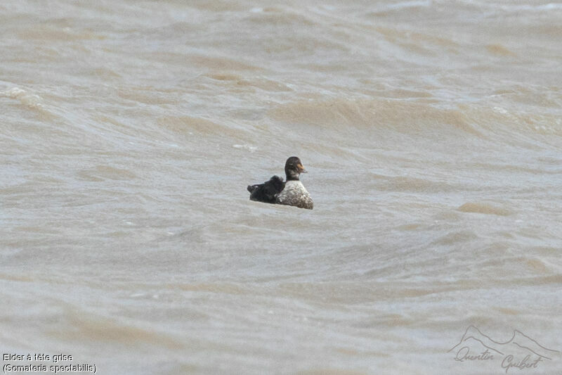 Eider à tête grise mâle 2ème année, nage