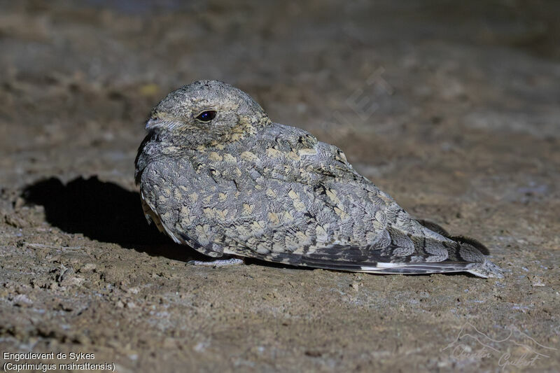 Sykes's Nightjar