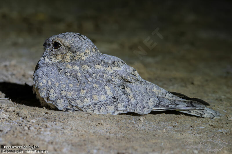 Sykes's Nightjar