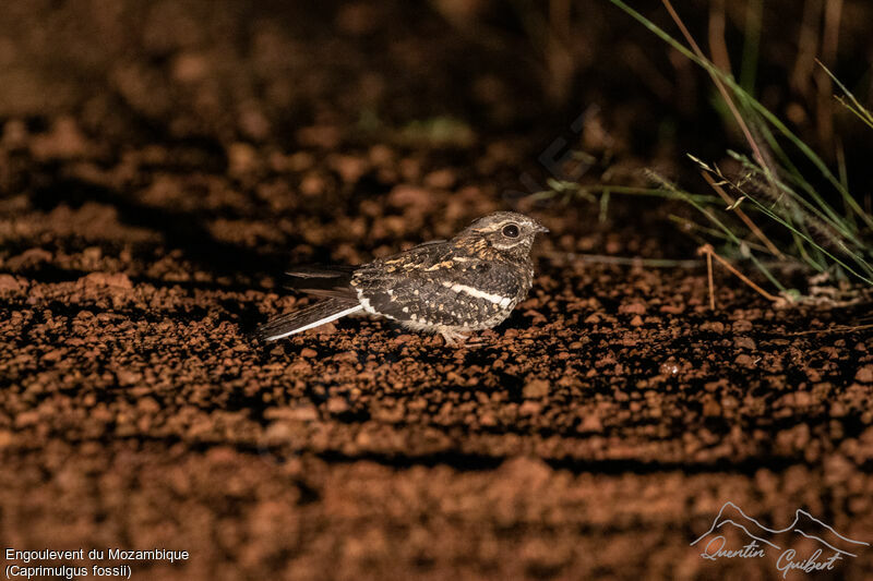 Square-tailed Nightjar