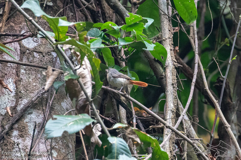 Érythrocerque à tête rousse, identification