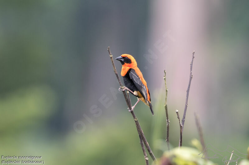 Black-winged Red Bishopadult breeding, identification