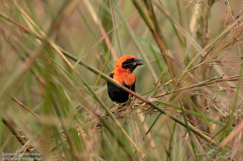 Black-winged Red Bishop