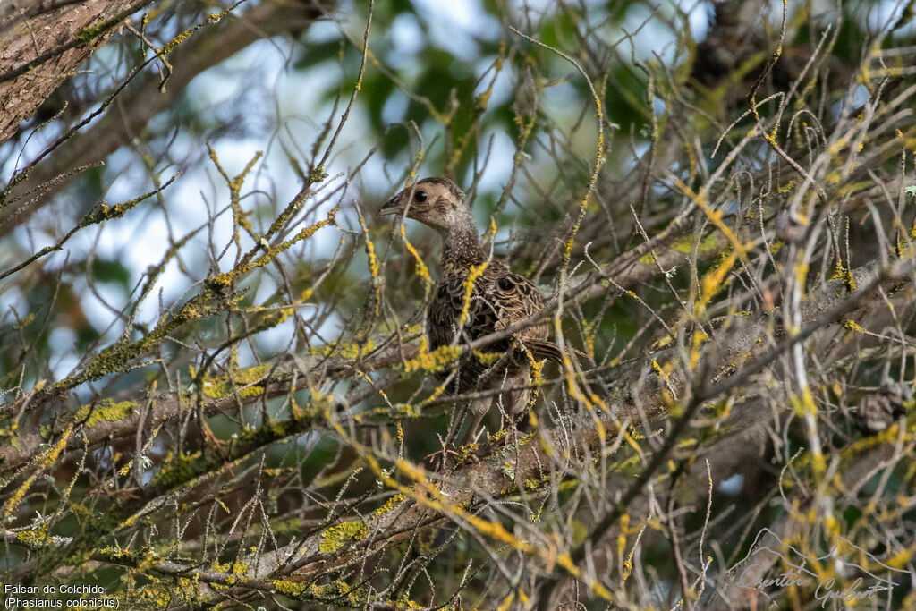 Faisan de Colchidejuvénile