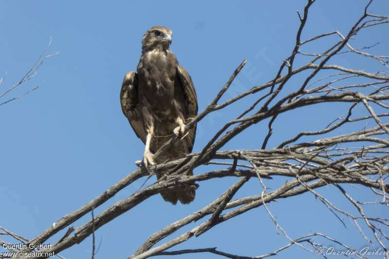 Brown FalconFirst year, Behaviour