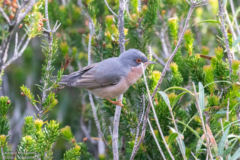 Moltoni's Warbler