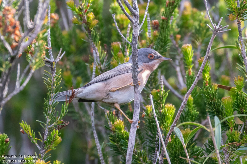 Fauvette de Moltoni mâle adulte, identification