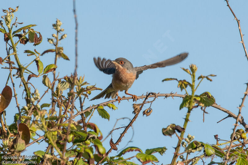 Moltoni's Warbler male adult