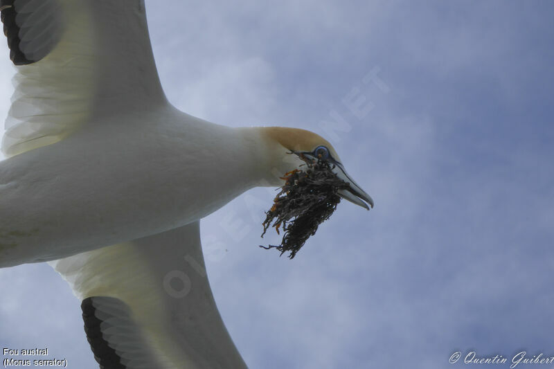 Australasian Gannetadult, Reproduction-nesting