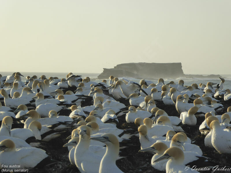 Australasian Gannet, habitat, Reproduction-nesting, colonial reprod.