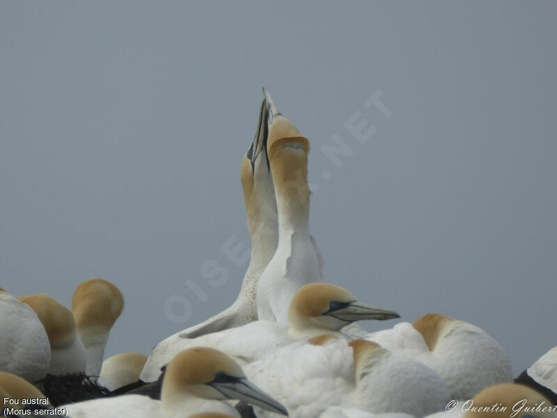 Australasian Gannetadult, courting display, Reproduction-nesting, song