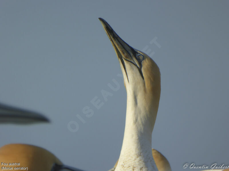 Fou australadulte, identification, portrait