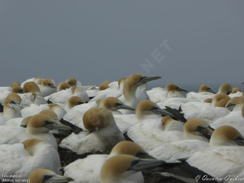 Australasian Gannet, Reproduction-nesting