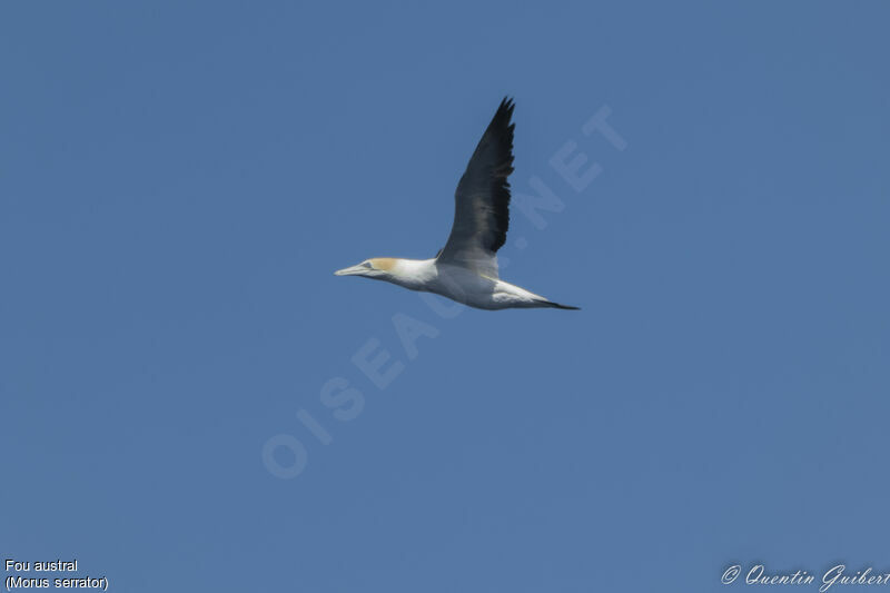 Australasian Gannetadult, Flight