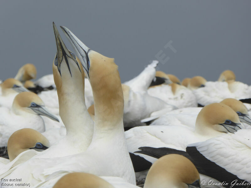 Australasian Gannetadult breeding, courting display, Reproduction-nesting, colonial reprod.