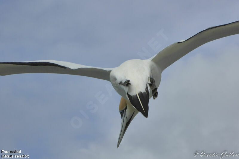 Australasian Gannetadult, Flight