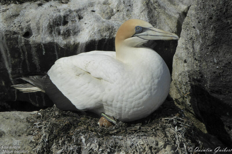 Australasian Gannetadult, Reproduction-nesting