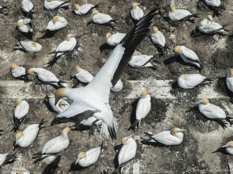 Fou austral, habitat, Nidification, r. coloniale