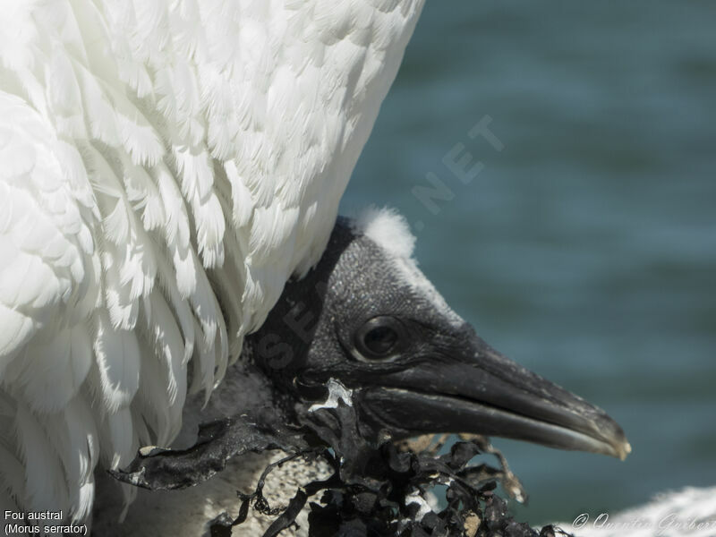 Fou australPoussin, portrait, Nidification