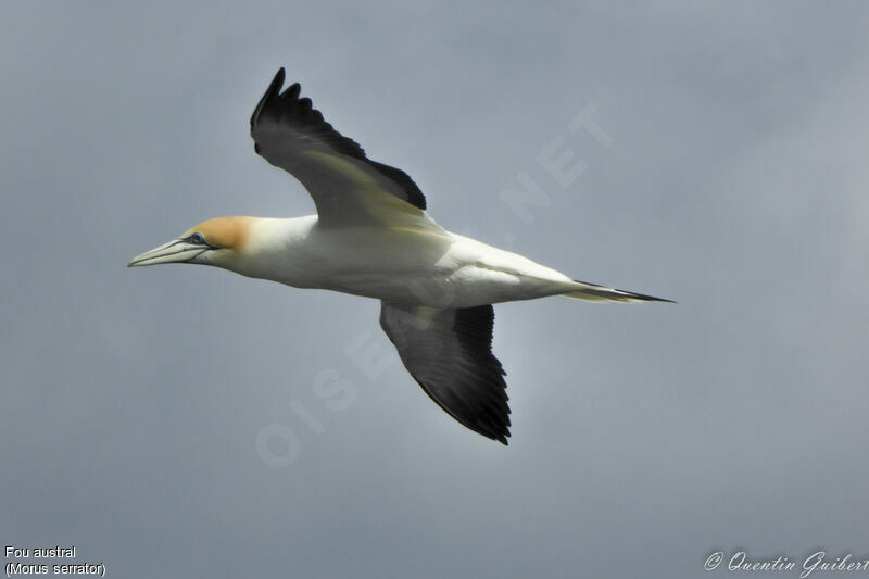 Australasian Gannetadult