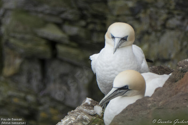 Northern Gannetadult breeding, habitat, Reproduction-nesting