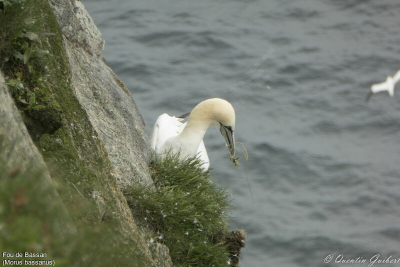 Fou de Bassanadulte, identification