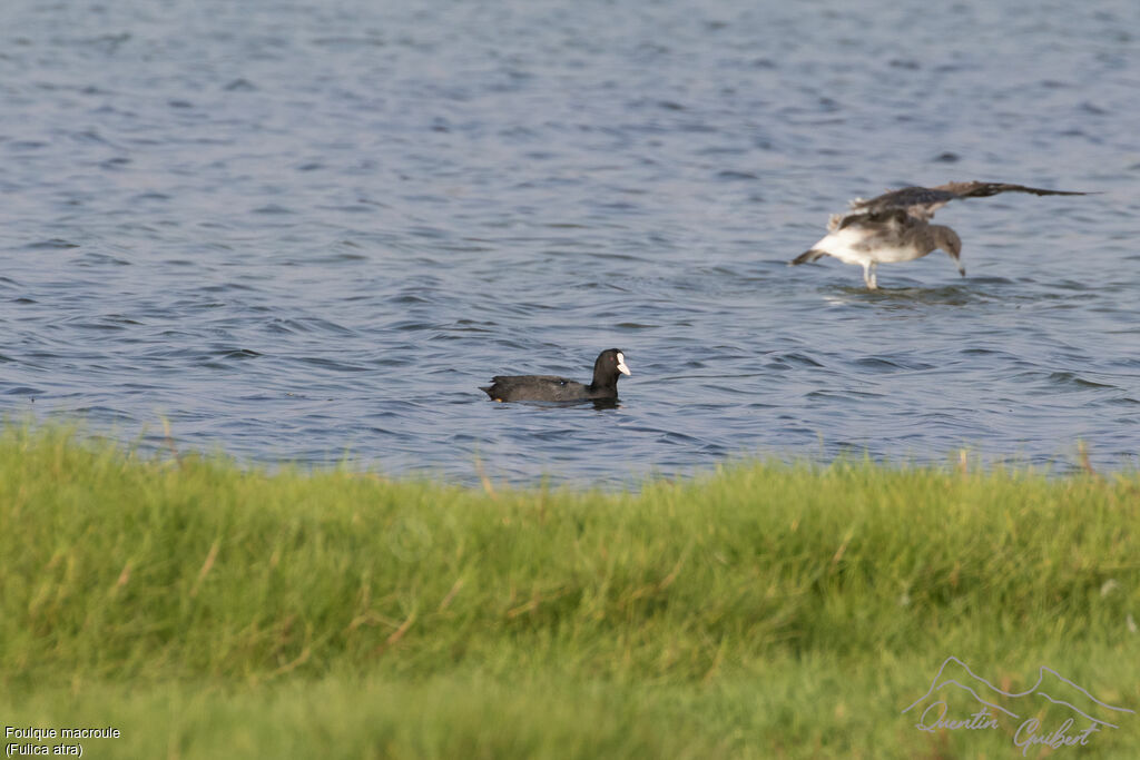 Foulque macroule, nage