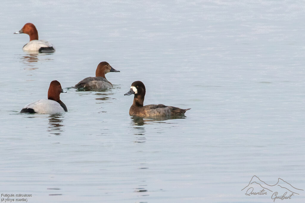 Fuligule milouinan