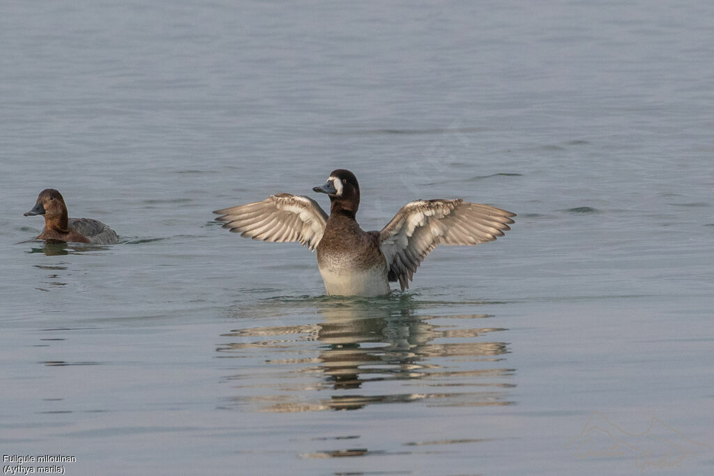 Fuligule milouinan femelle adulte, identification