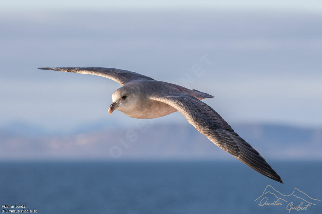 Fulmar boréal, Vol