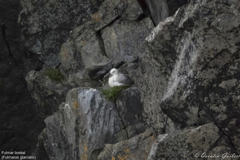 Fulmar boréaladulte, habitat, Nidification